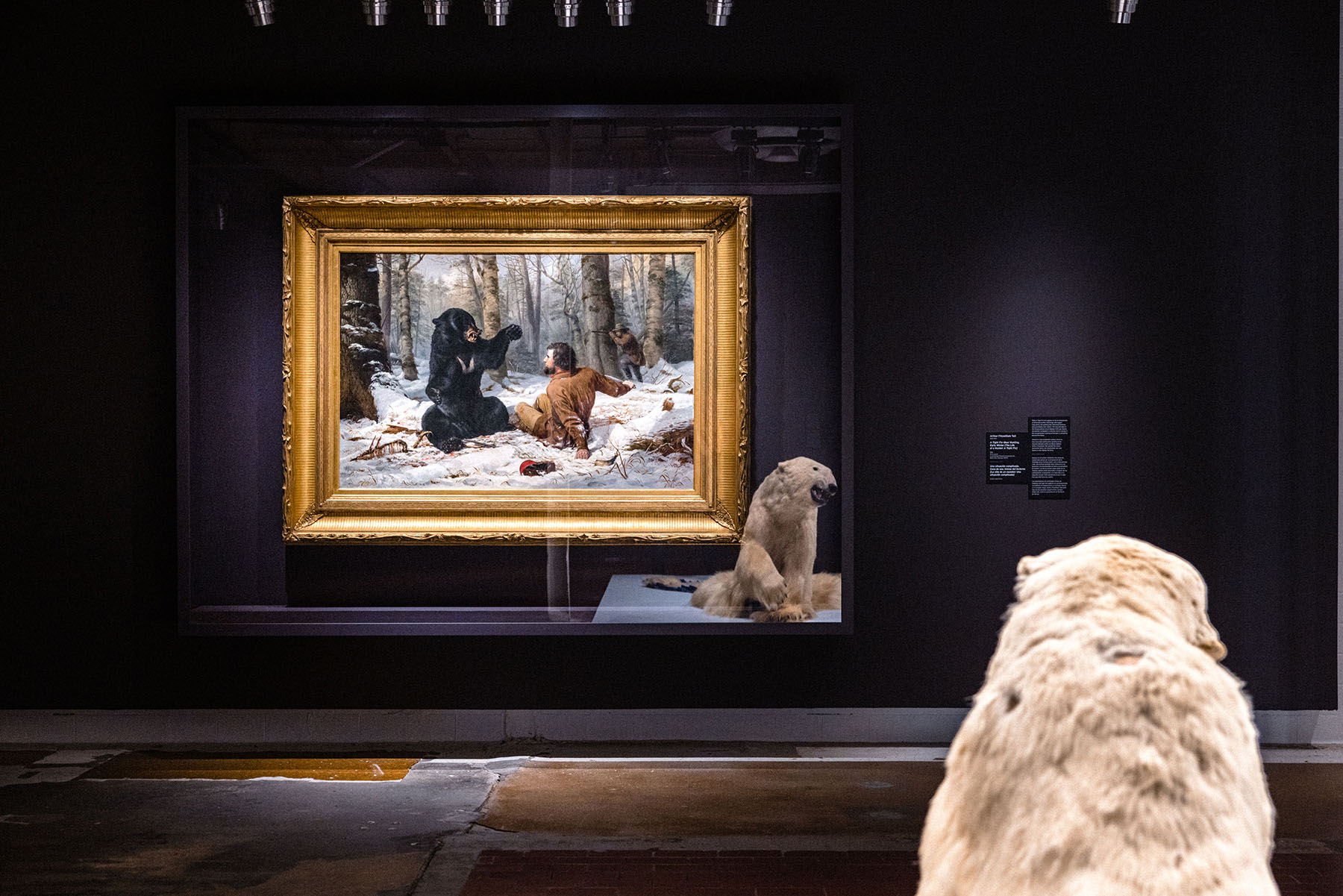 A painting of a black bear in a struggle with a white man on a snowy forest floor hangs in glass box with a taxidermy polar bear in front of the camera and reflecting off the glass.