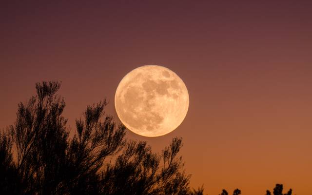 A full moon rises over the silhouette of a pine tree