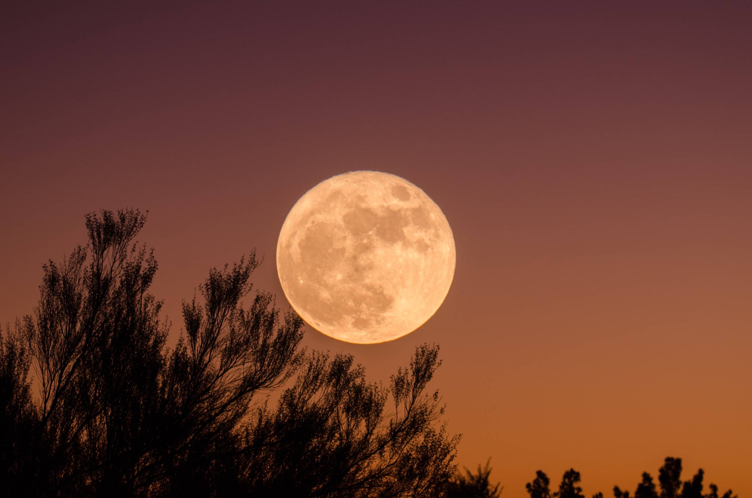 A full moon rises over the silhouette of a pine tree