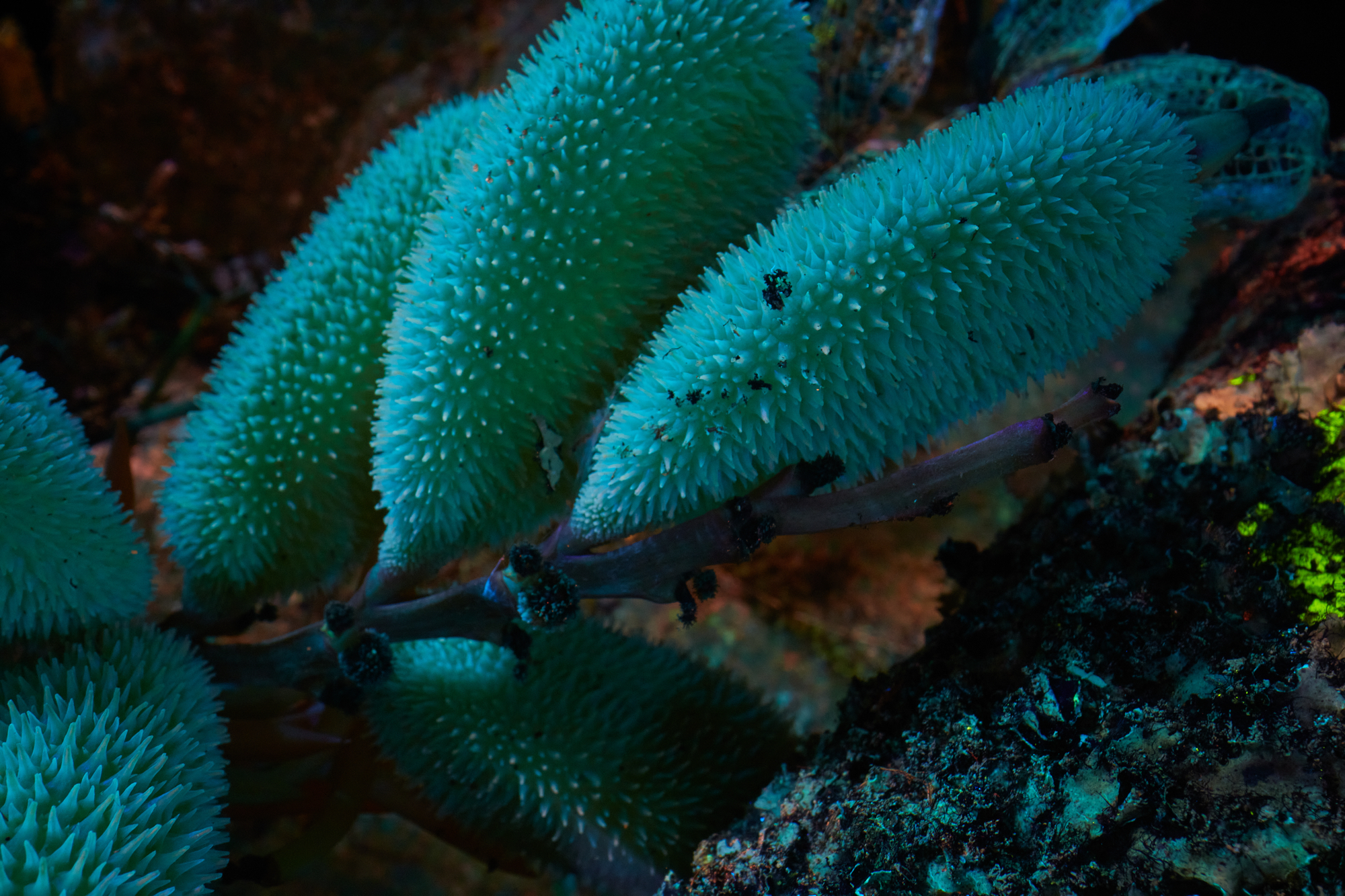 ultraviolet macro-photograph of insects and plants that live on the forest floor