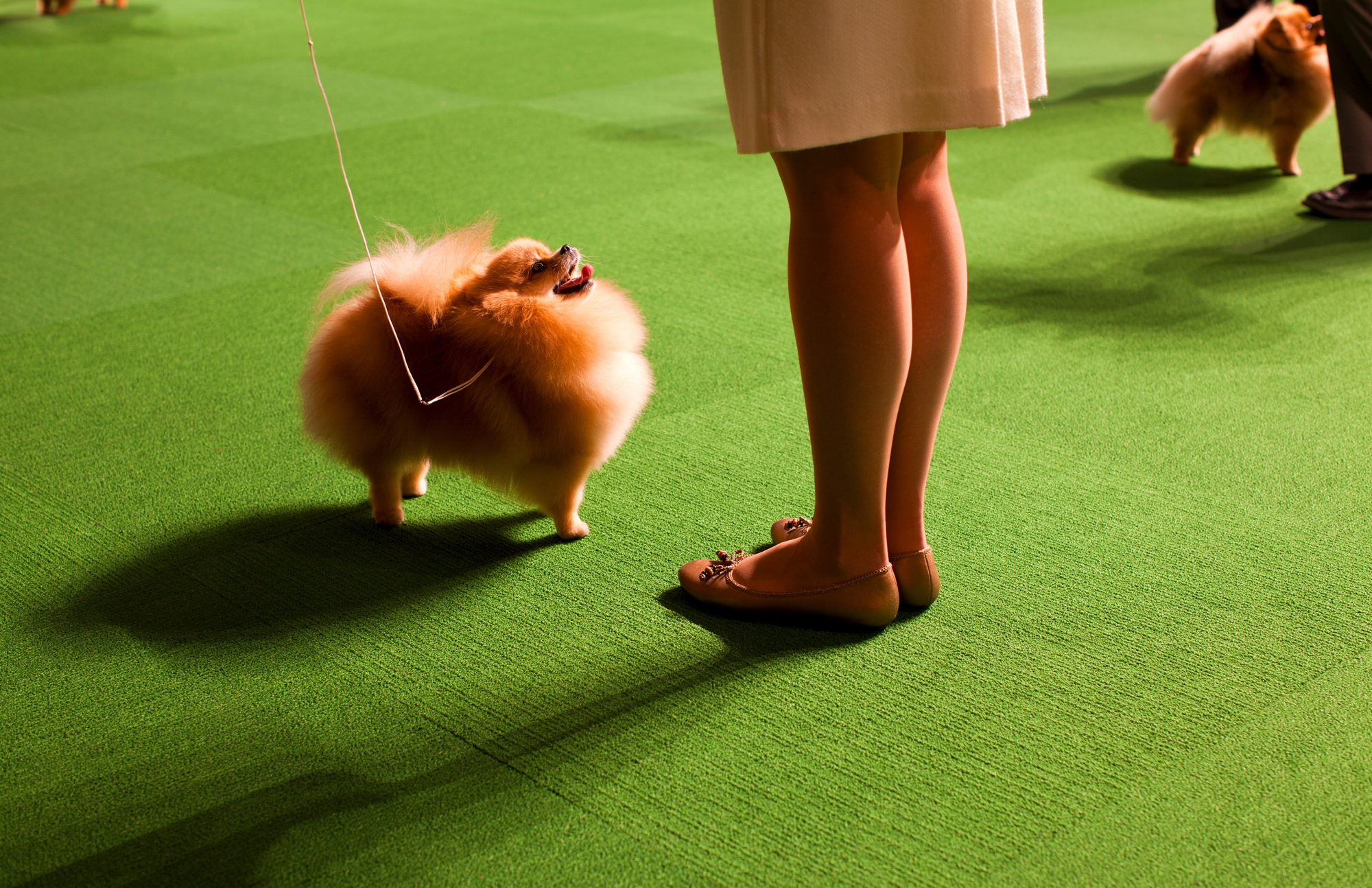 Small fluffy dog on leash stands in front of women's legs looking up at the women