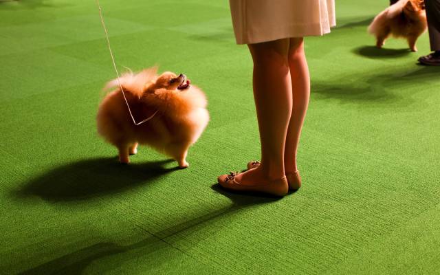 Un perro pequeño de pelo esponjoso con correa está de pie, frente a las piernas de una mujer, mirándola hacia arriba