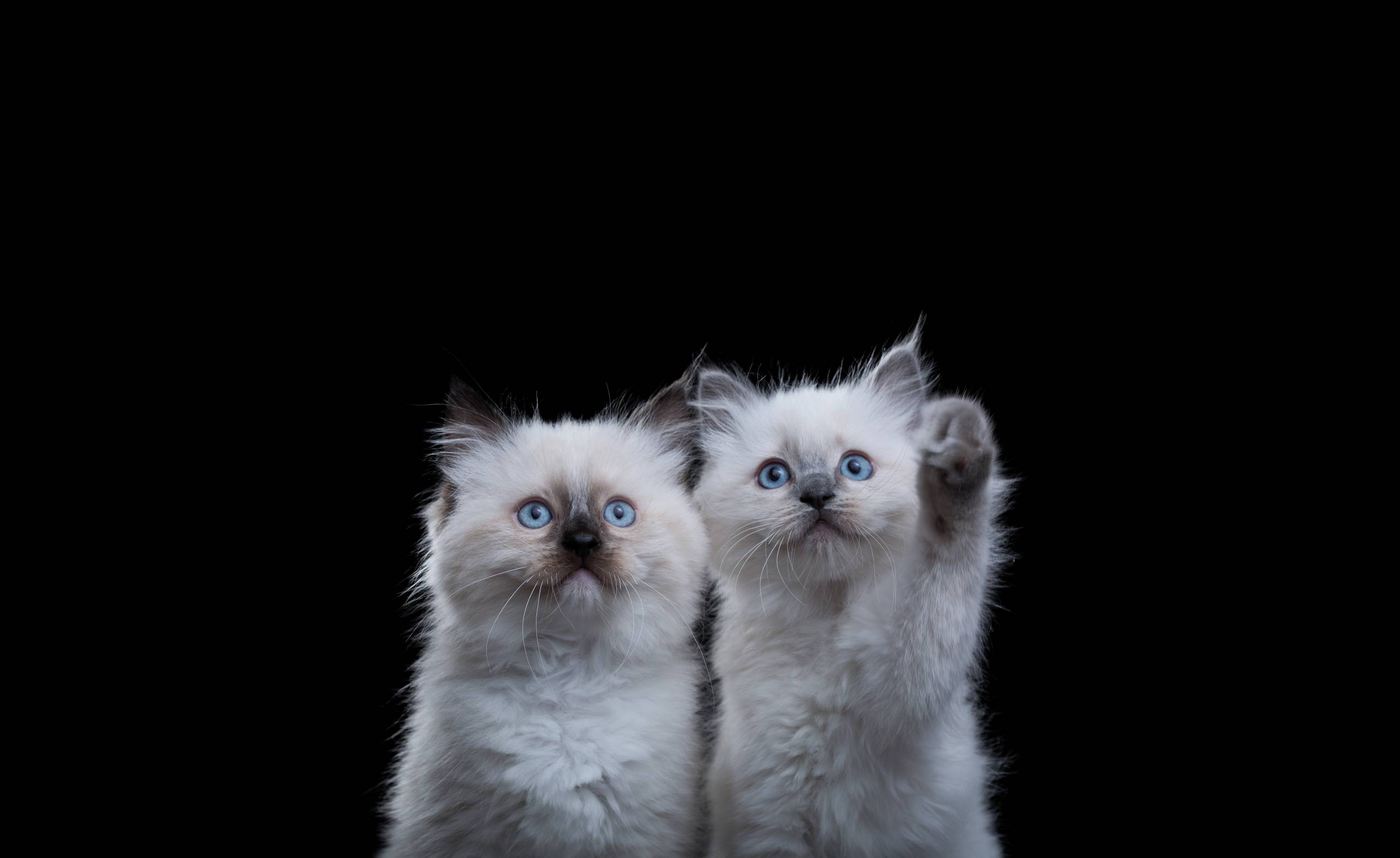 Two fluffy white kittens with blue eyes, one raising a paw, on a black background.