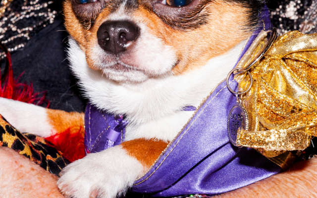 Small dog in purple outfit with gold accents resting on jeweled bracelet-adorned arm.