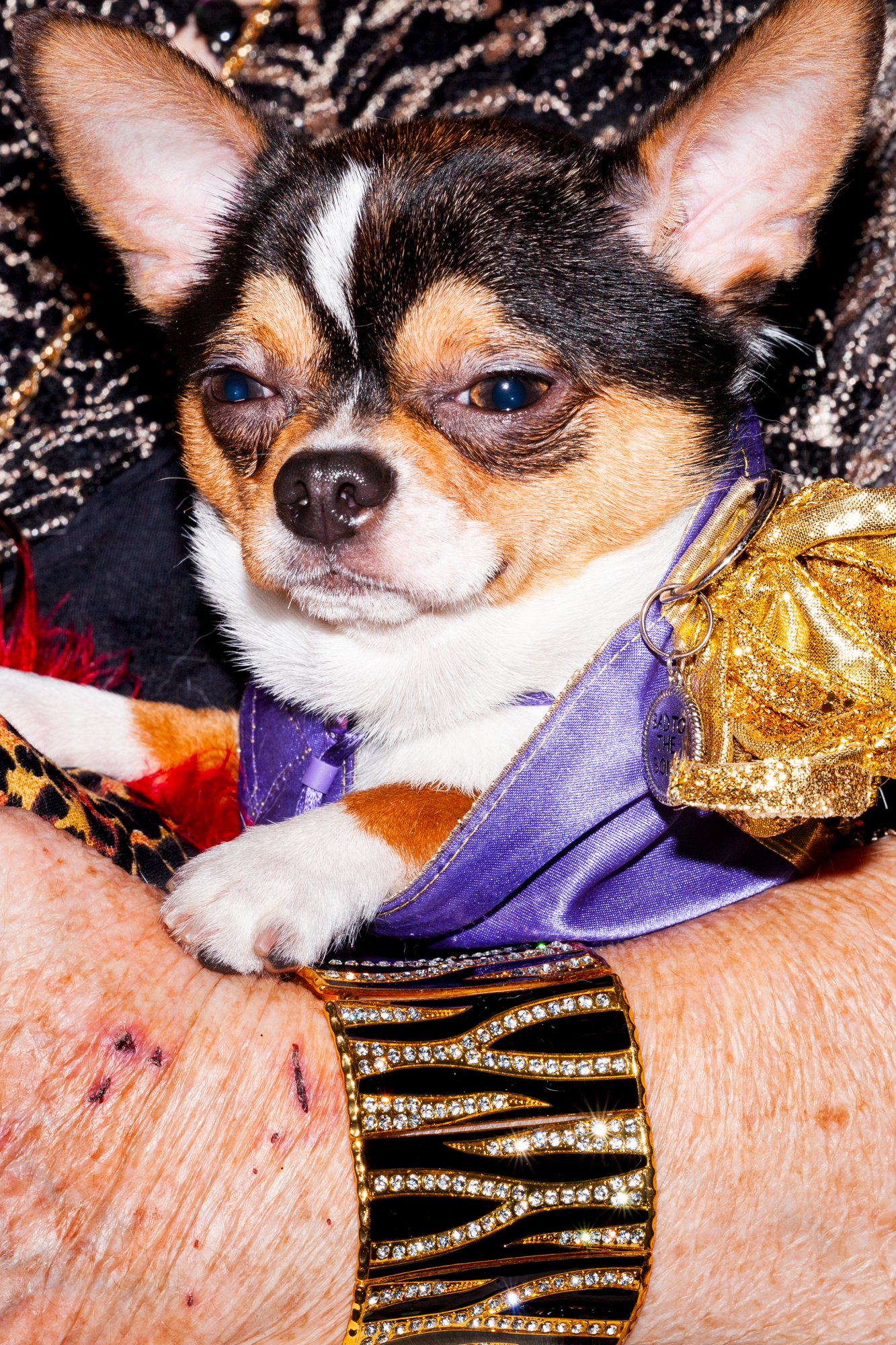 Small dog in purple outfit with gold accents resting on jeweled bracelet-adorned arm.