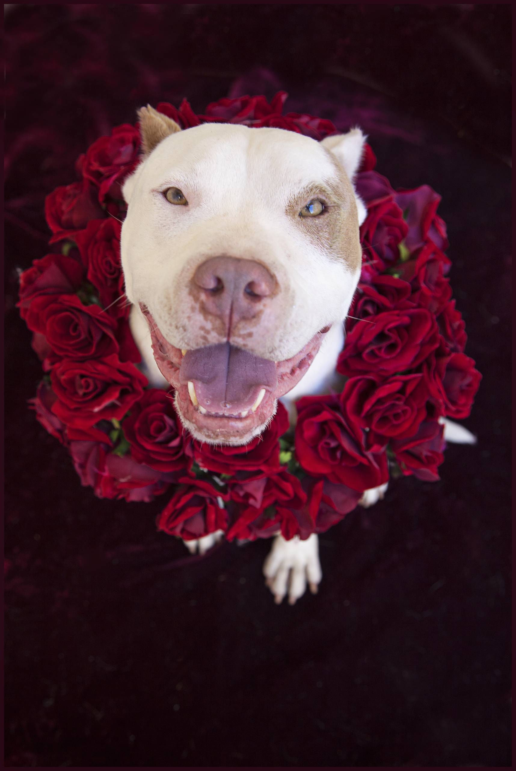 Dog with a happy expression, framed by red roses on a dark background.