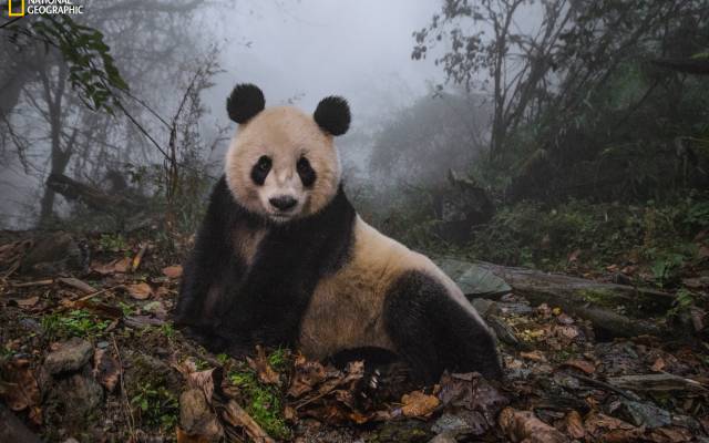 Giant panda sitting on forest floor covered with leaves and rocks in misty environment.