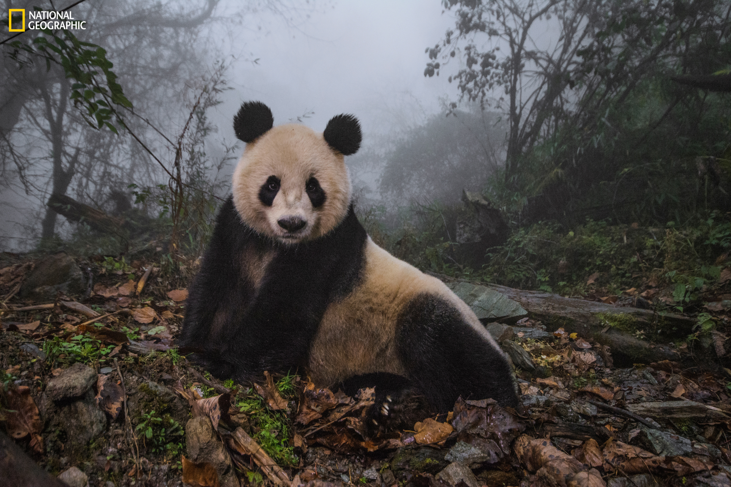 Giant panda sitting on forest floor covered with leaves and rocks in misty environment.