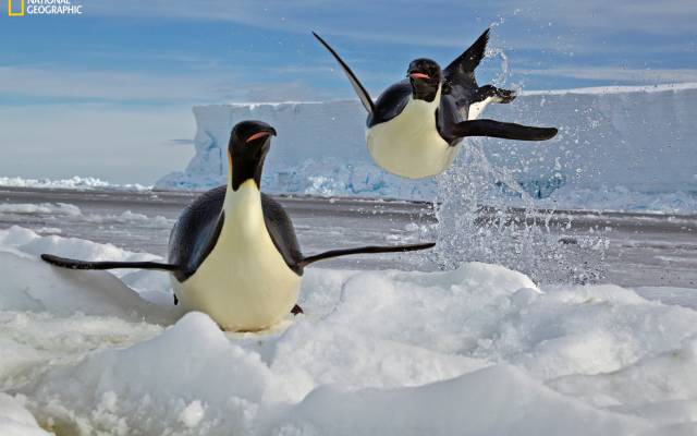 Two penguins on ice near ocean with one jumping from water and an iceberg in background.
