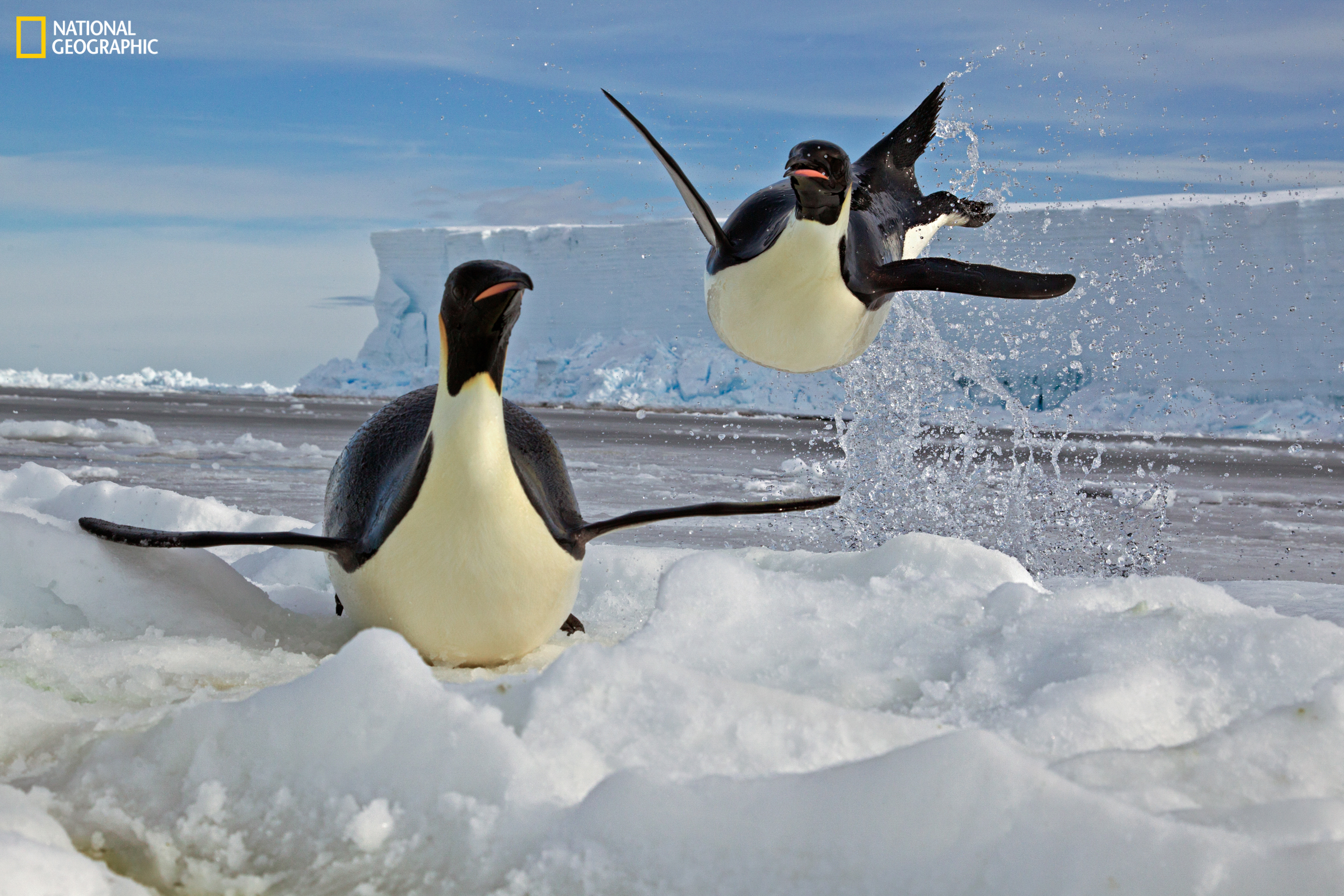 NGS Picture Id:1500660PERMITTED USE: This image may be downloaded or is otherwise provided at no charge for one-time use for coverage or promotion of the National Geographic exhibition Two penguins on ice near ocean with one jumping from water and an iceberg in background.