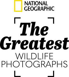 National Geographic logo with a yellow rectangular frame beside black text spelling National Geographic